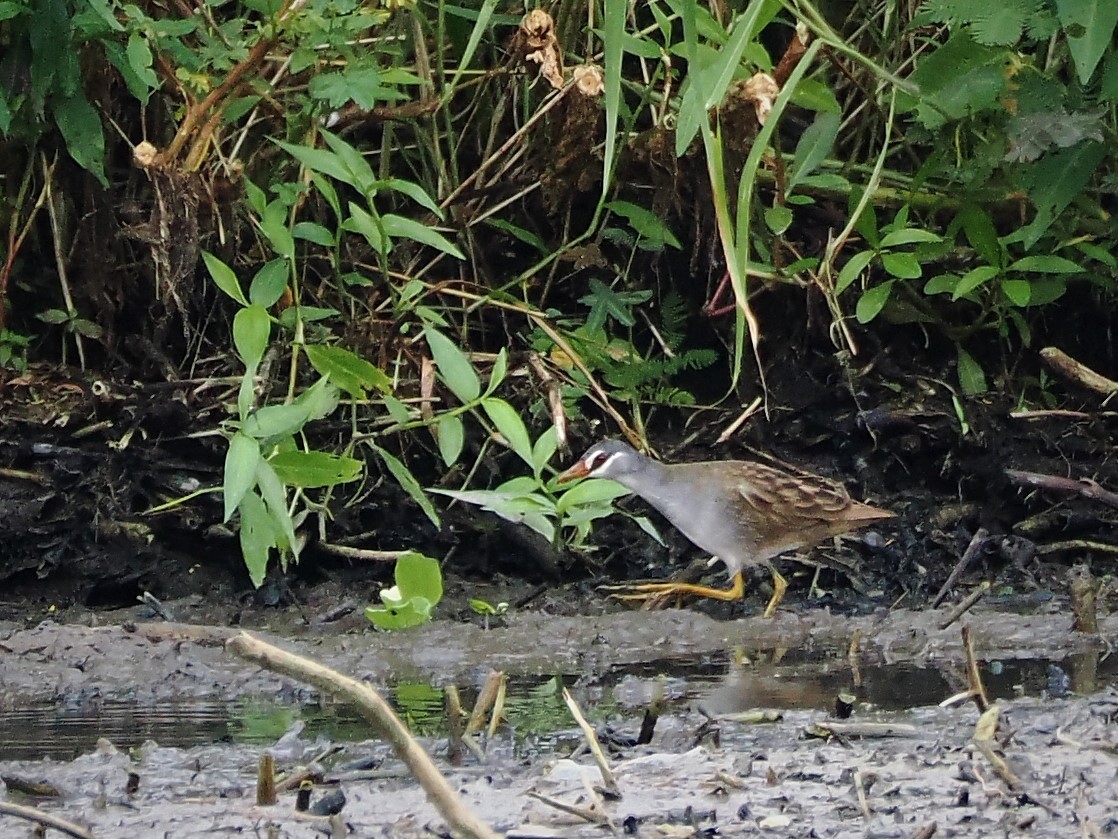 White-browed Crake - ML608469079