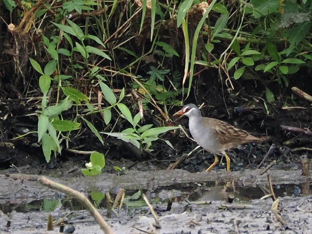 White-browed Crake - ML608469081