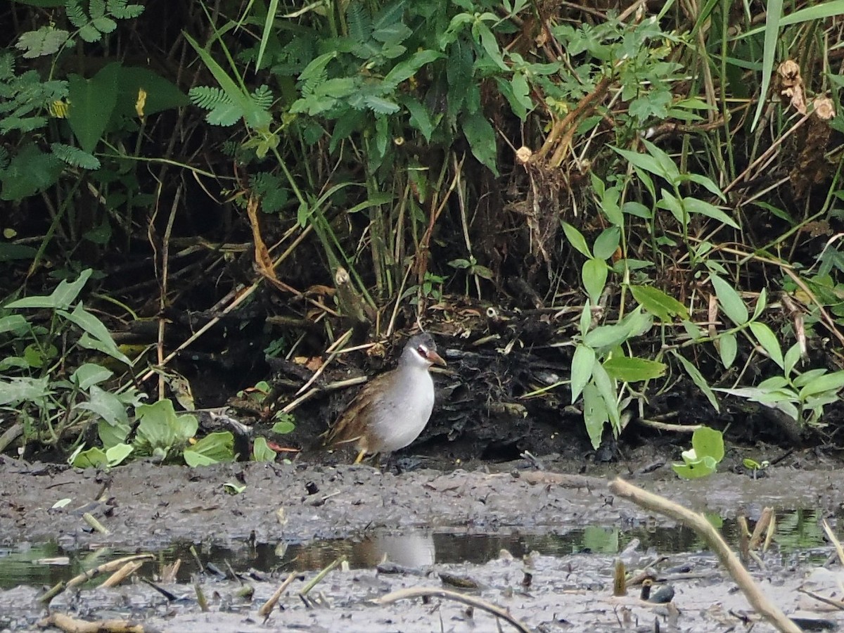 White-browed Crake - ML608469083