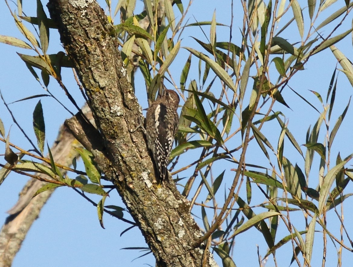 Yellow-bellied Sapsucker - ML608469255