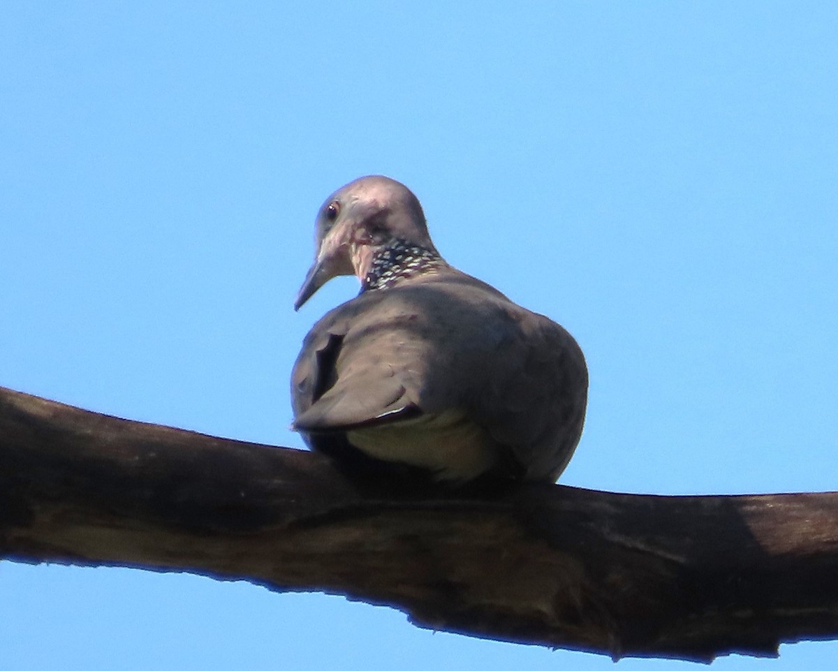 Spotted Dove - ML608469264