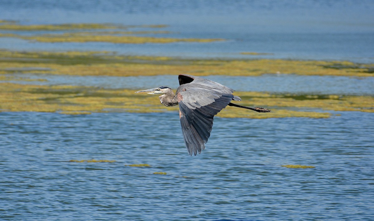 Great Blue Heron - Gregory Pavelka