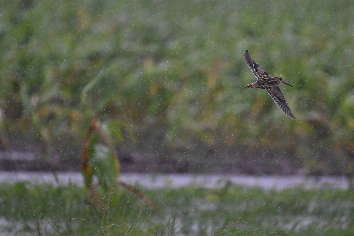 Pin-tailed Snipe - ML608469448