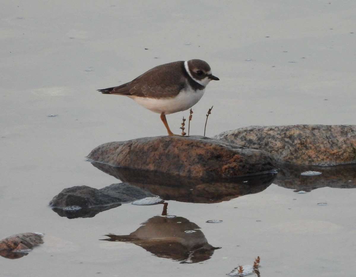 Semipalmated Plover - ML608469571