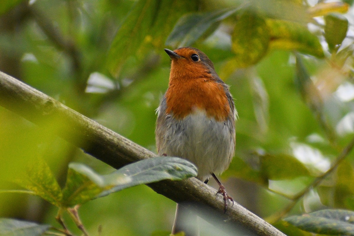 European Robin - ML608469573