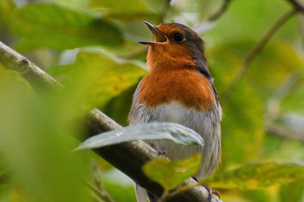 European Robin - ML608469574