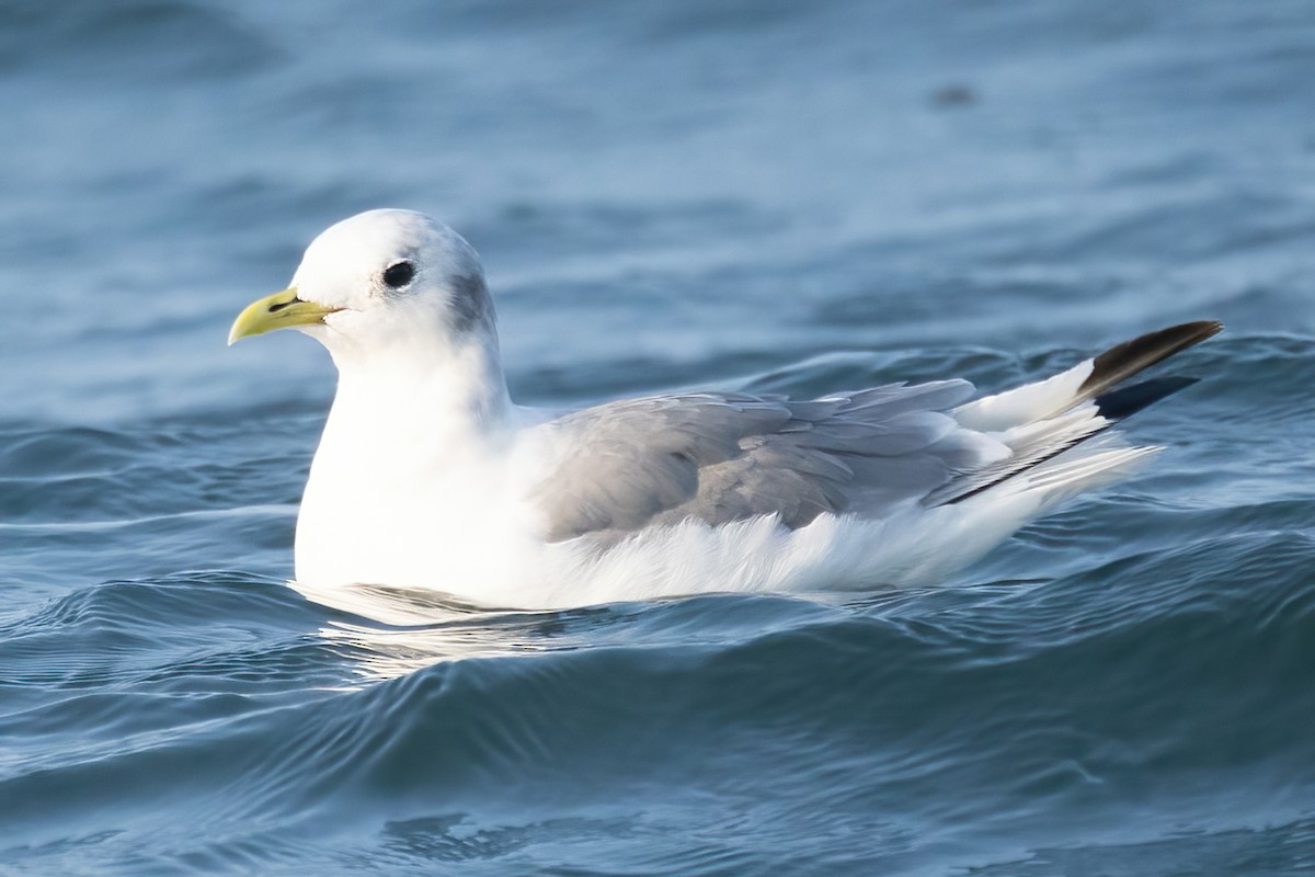 Black-legged Kittiwake - Mitch (Michel) Doucet