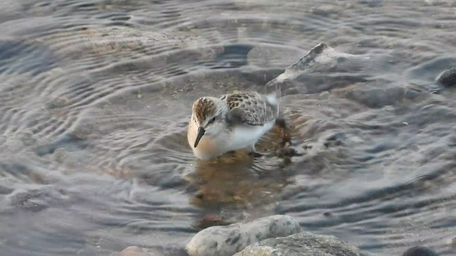 ヒレアシトウネン - ML608469621