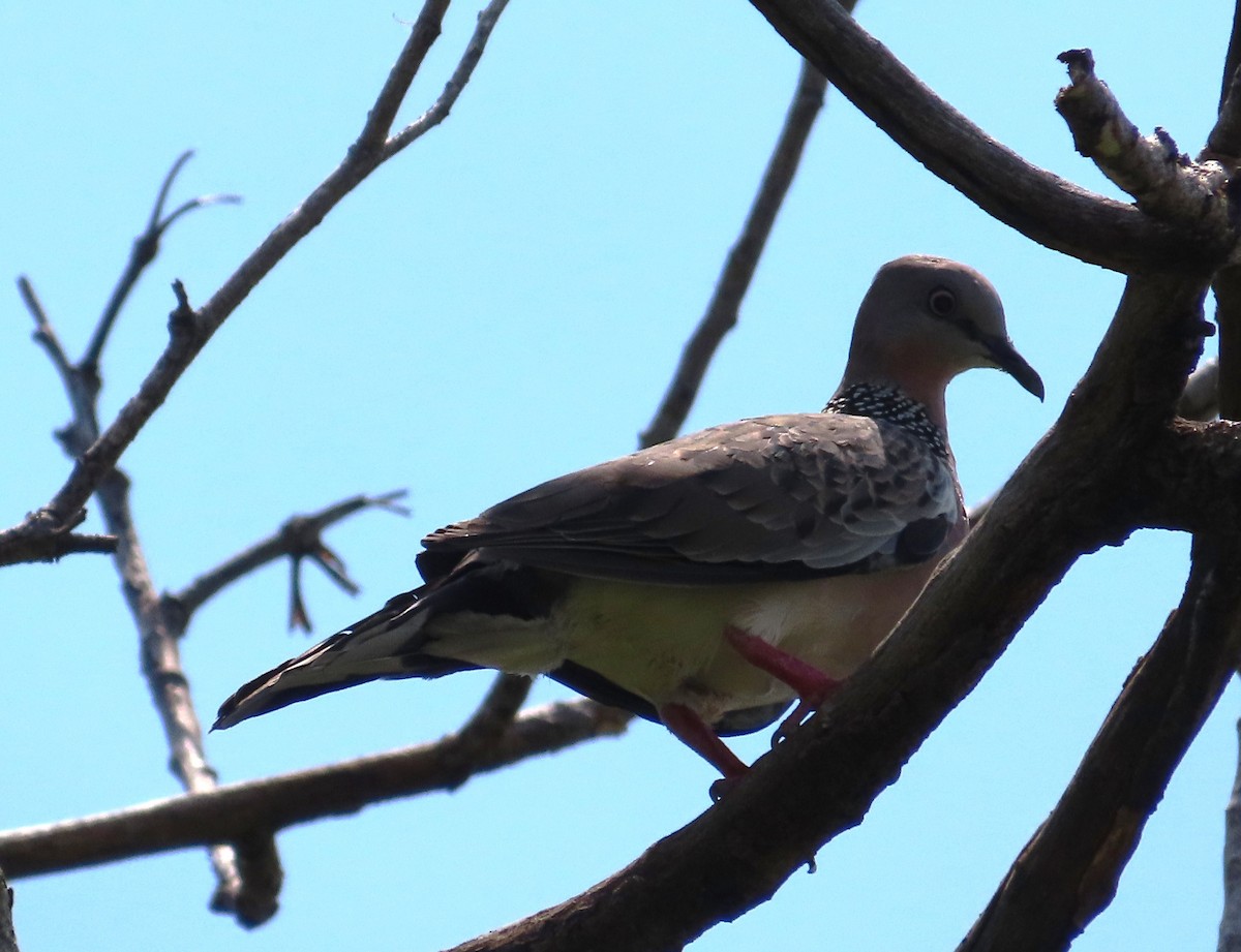 Spotted Dove - ML608469626