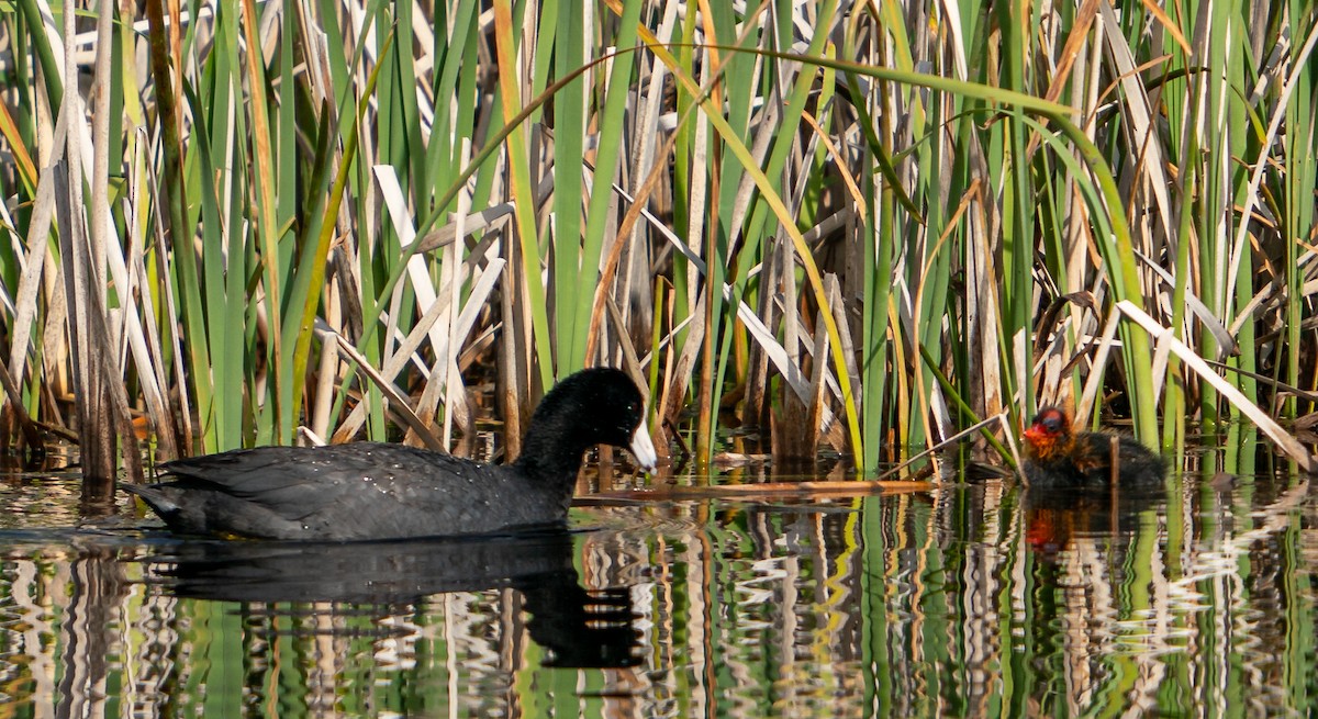 American Coot - ML608469687