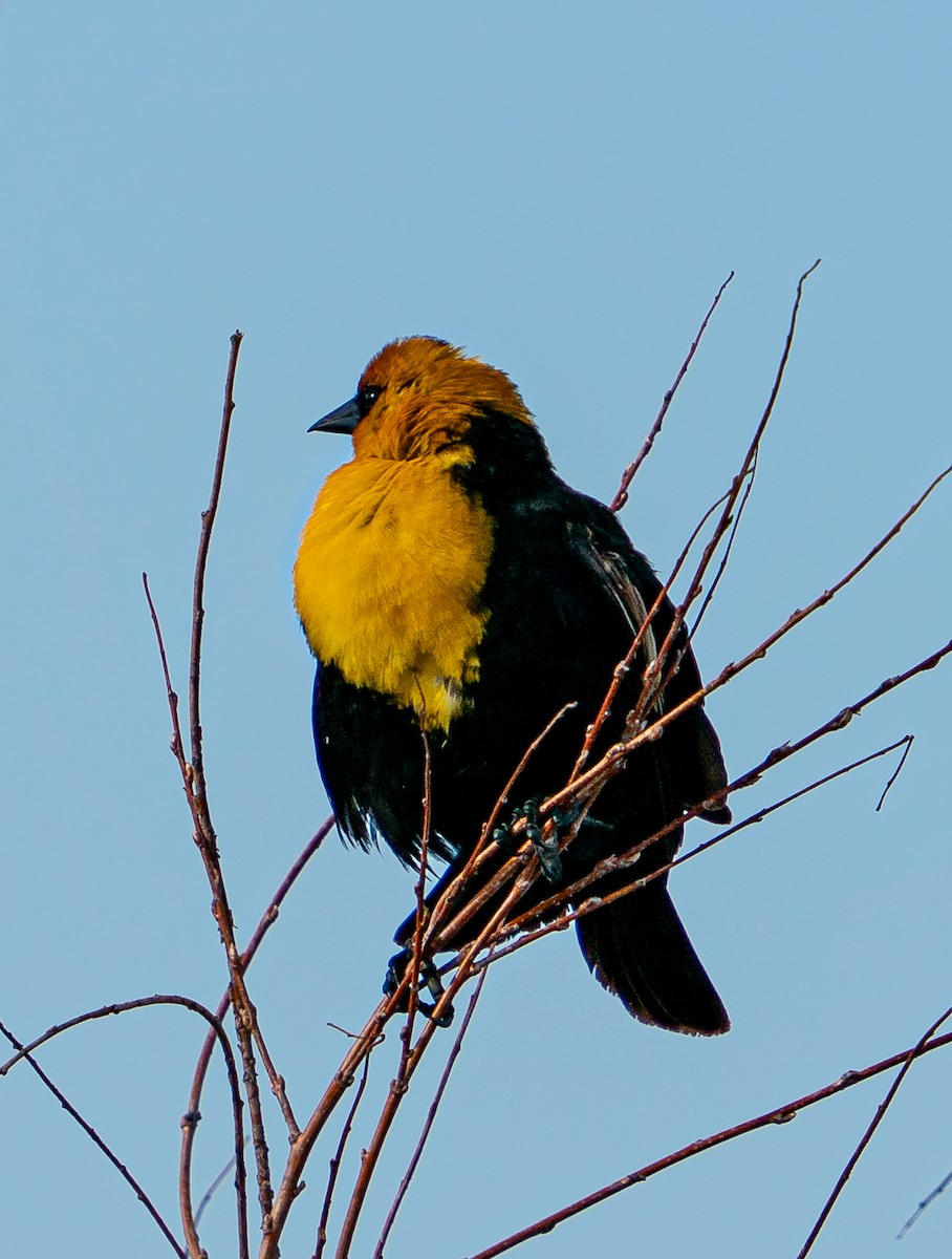 Yellow-headed Blackbird - ML608469695