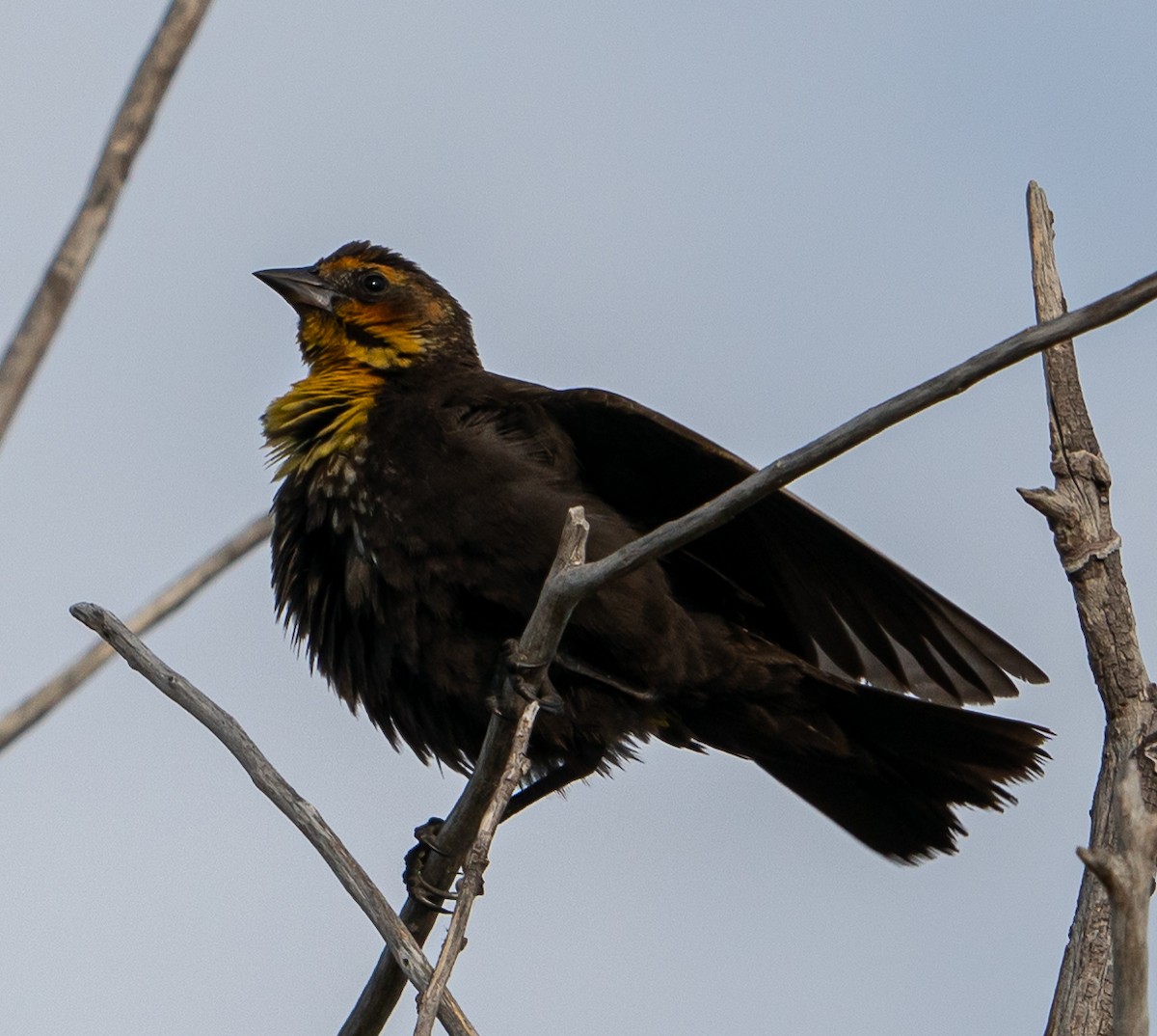 Yellow-headed Blackbird - ML608469697
