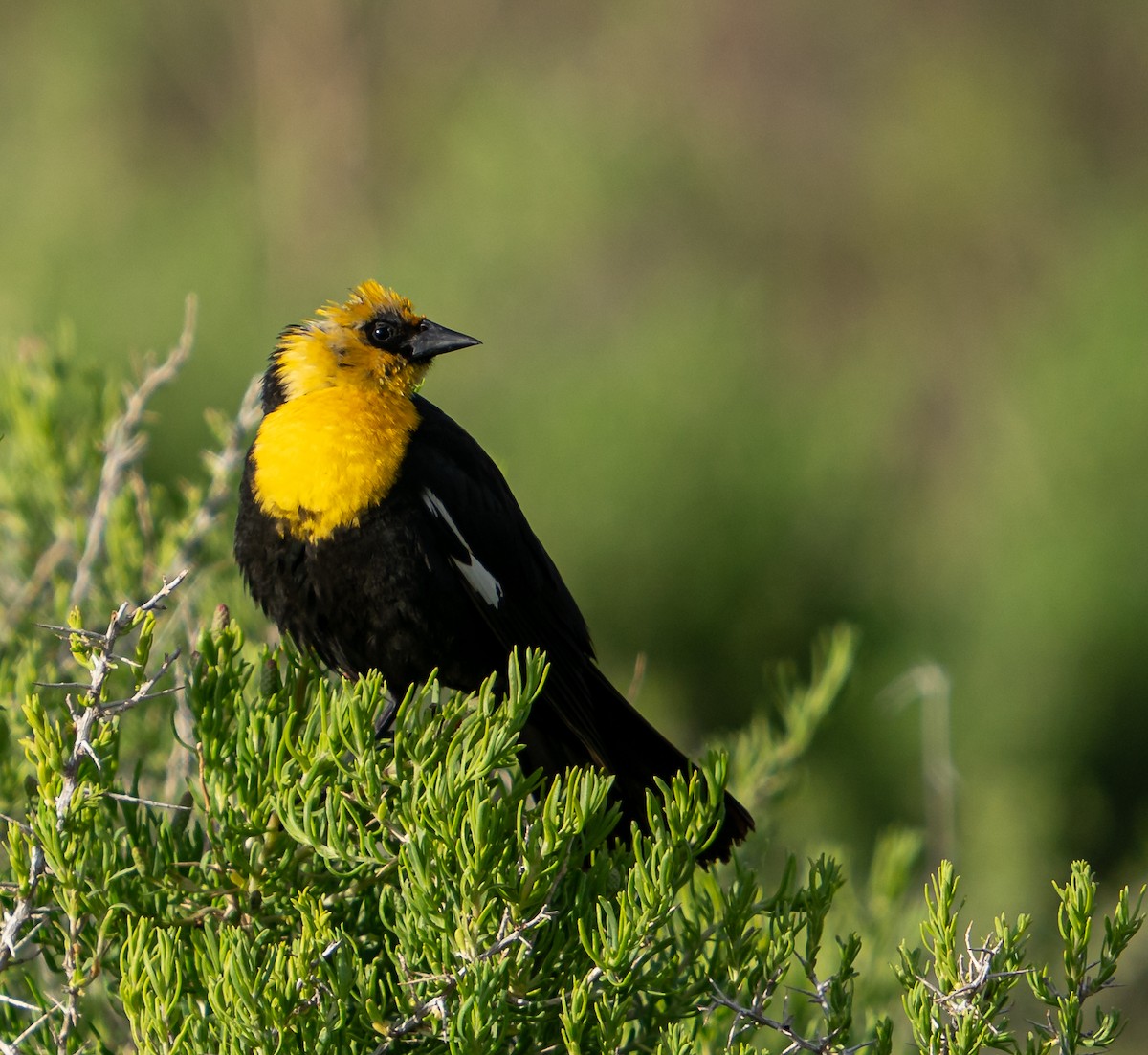 Yellow-headed Blackbird - ML608469698