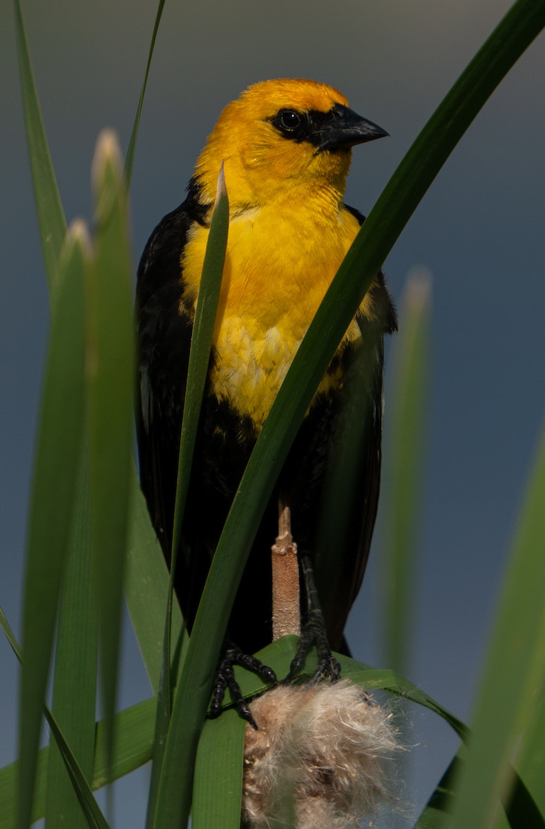 Yellow-headed Blackbird - Art Webster