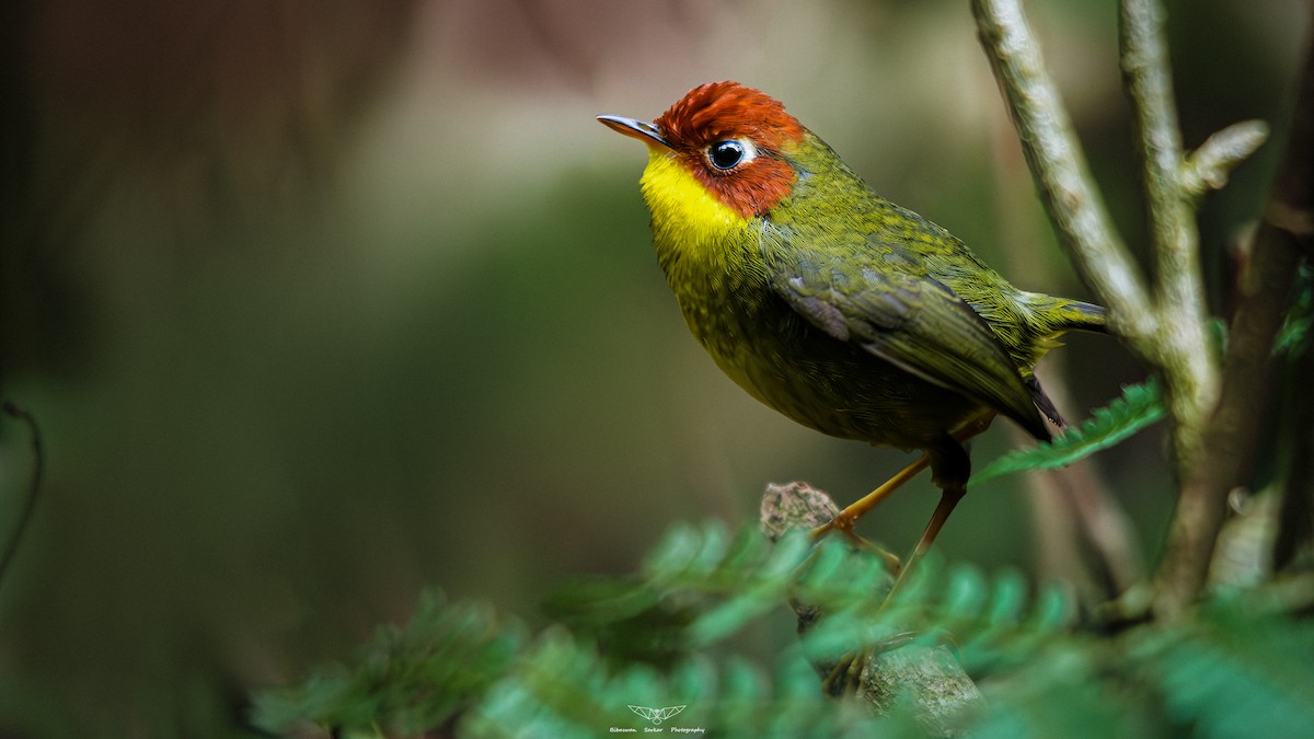 Chestnut-headed Tesia - ML608469705