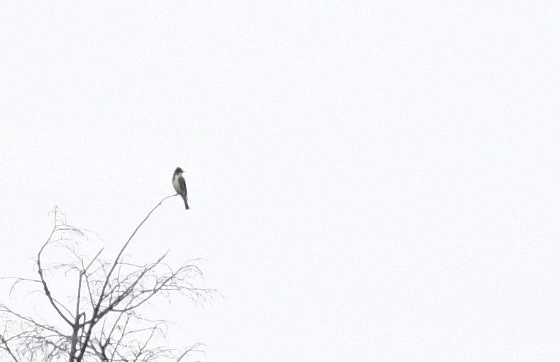 Olive-sided Flycatcher - ML608469754