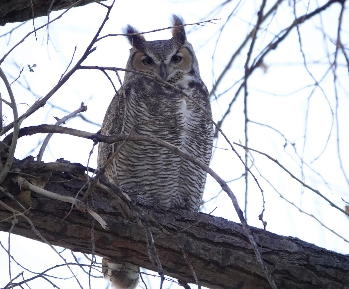 Great Horned Owl - ML608469788