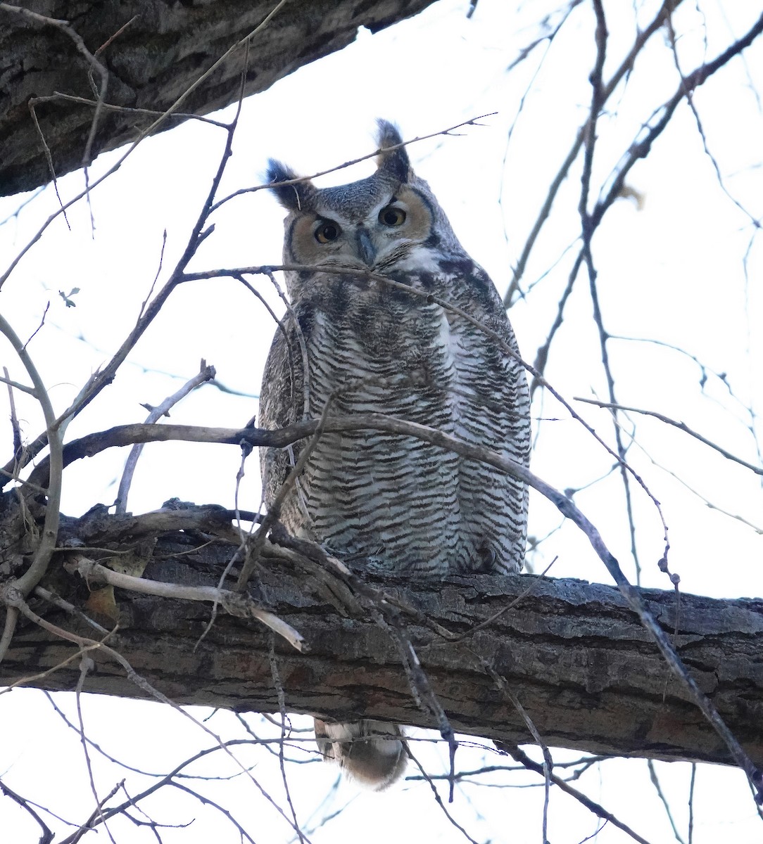 Great Horned Owl - ML608469789