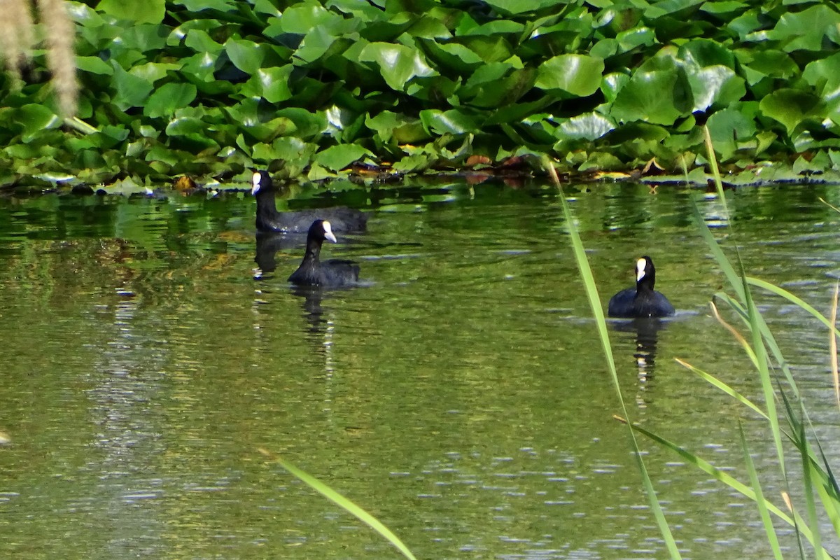 Eurasian Coot - ML608469810