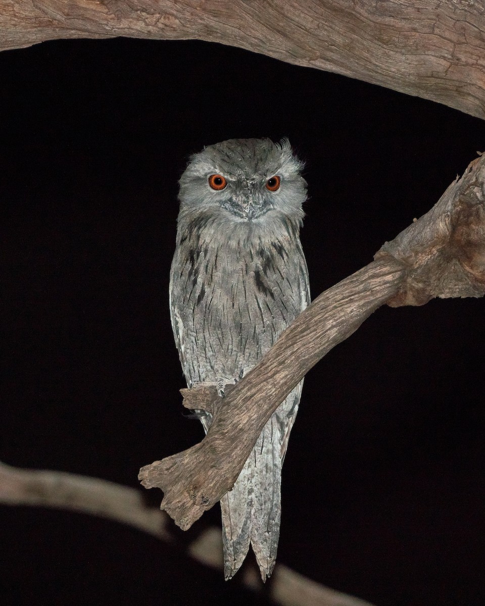 Tawny Frogmouth - ML608469813