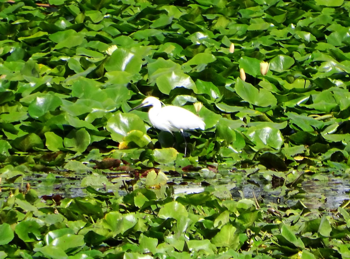 Little Egret - ML608469814