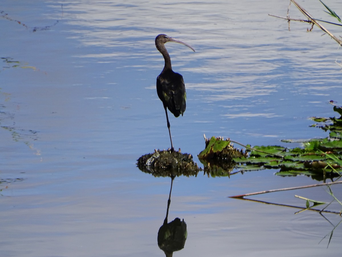 Glossy Ibis - ML608469816