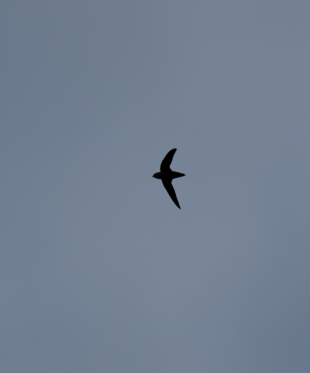 Chimney Swift - Craig Boyhont