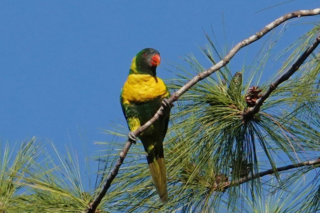 Lori Arcoiris de Timor - ML608469852