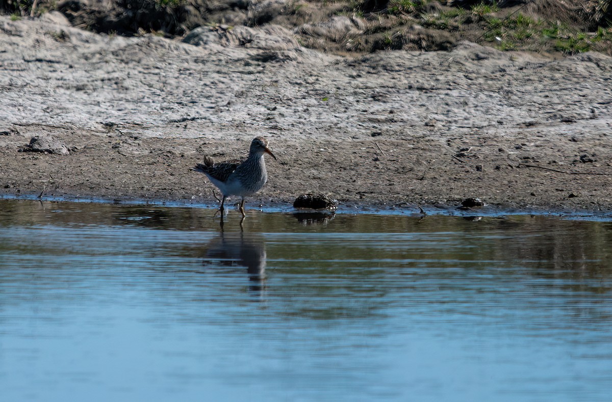 アメリカウズラシギ - ML608469859