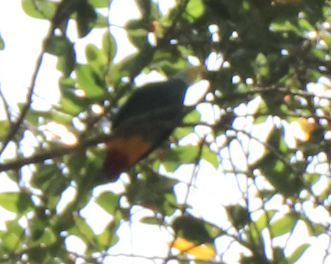 Black-naped Fruit-Dove - Anonymous