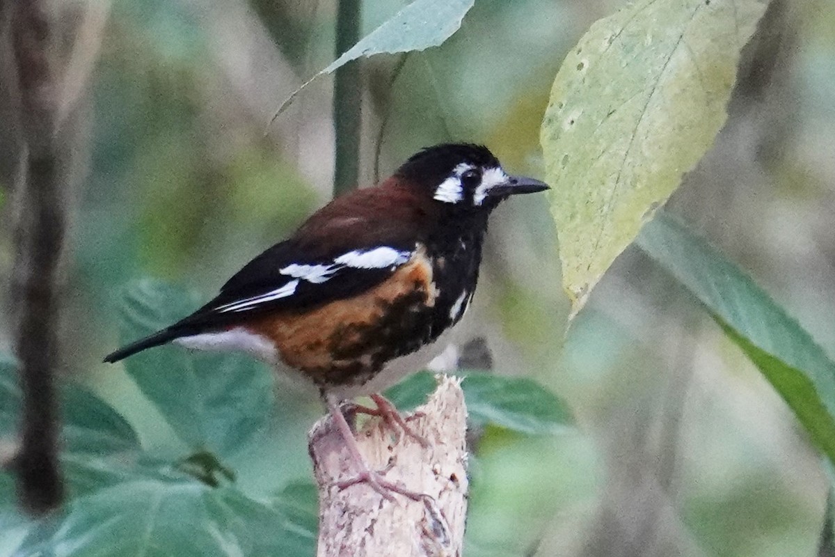 Chestnut-backed Thrush - Steve Kornfeld