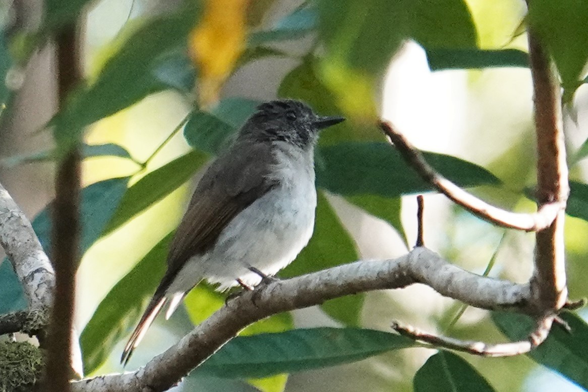 Sumba Jungle Flycatcher - ML608469912