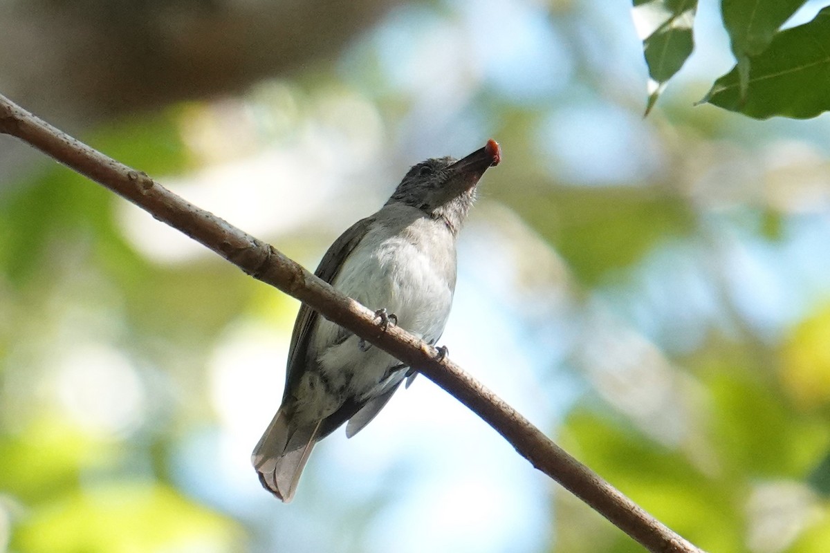 Sumba Jungle Flycatcher - ML608469914