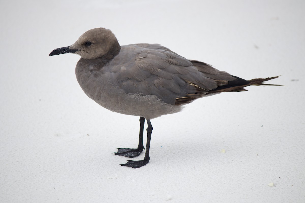 Gray Gull - ML608469922