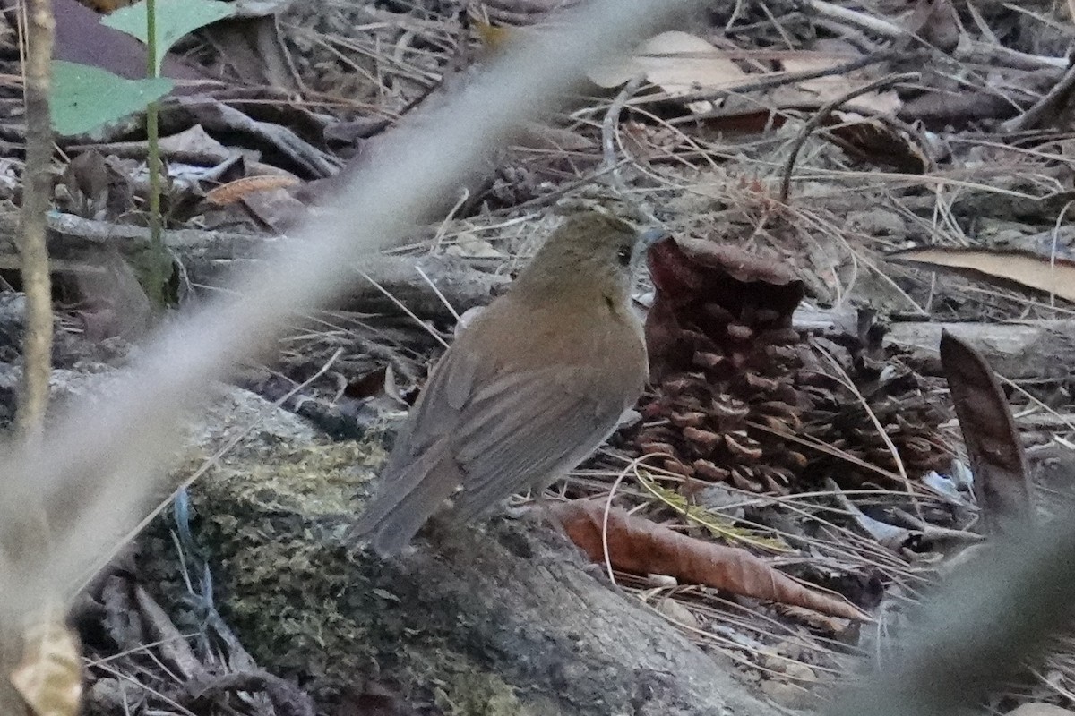 Sumba Flycatcher - Steve Kornfeld