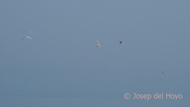 Peruvian Tern - ML608469927