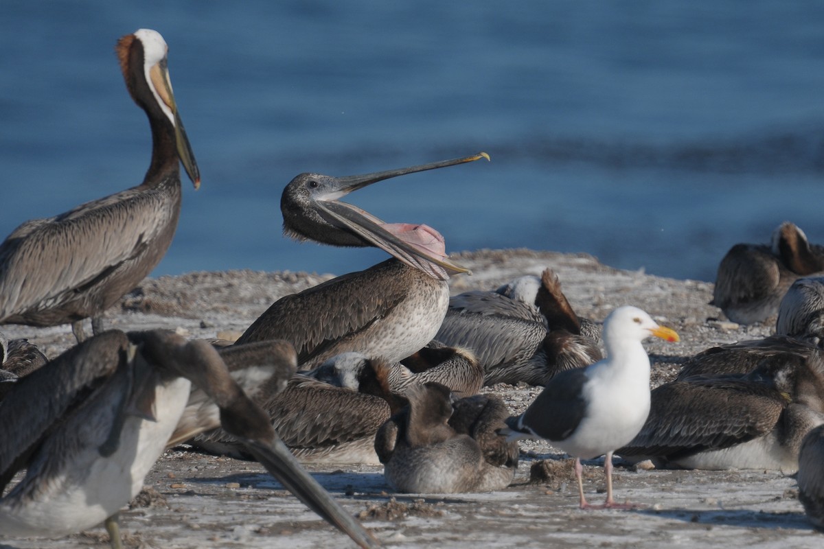 pelikán hnědý - ML608470000