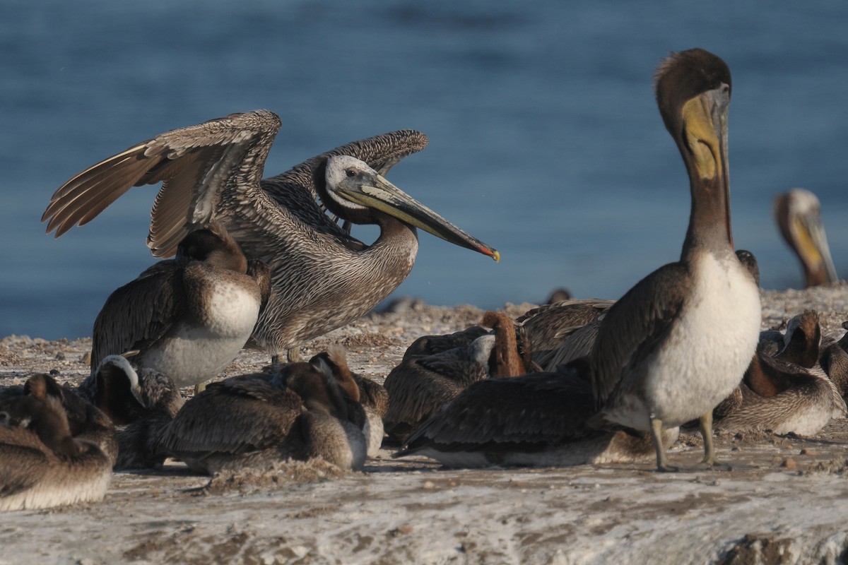 Brown Pelican - ML608470001