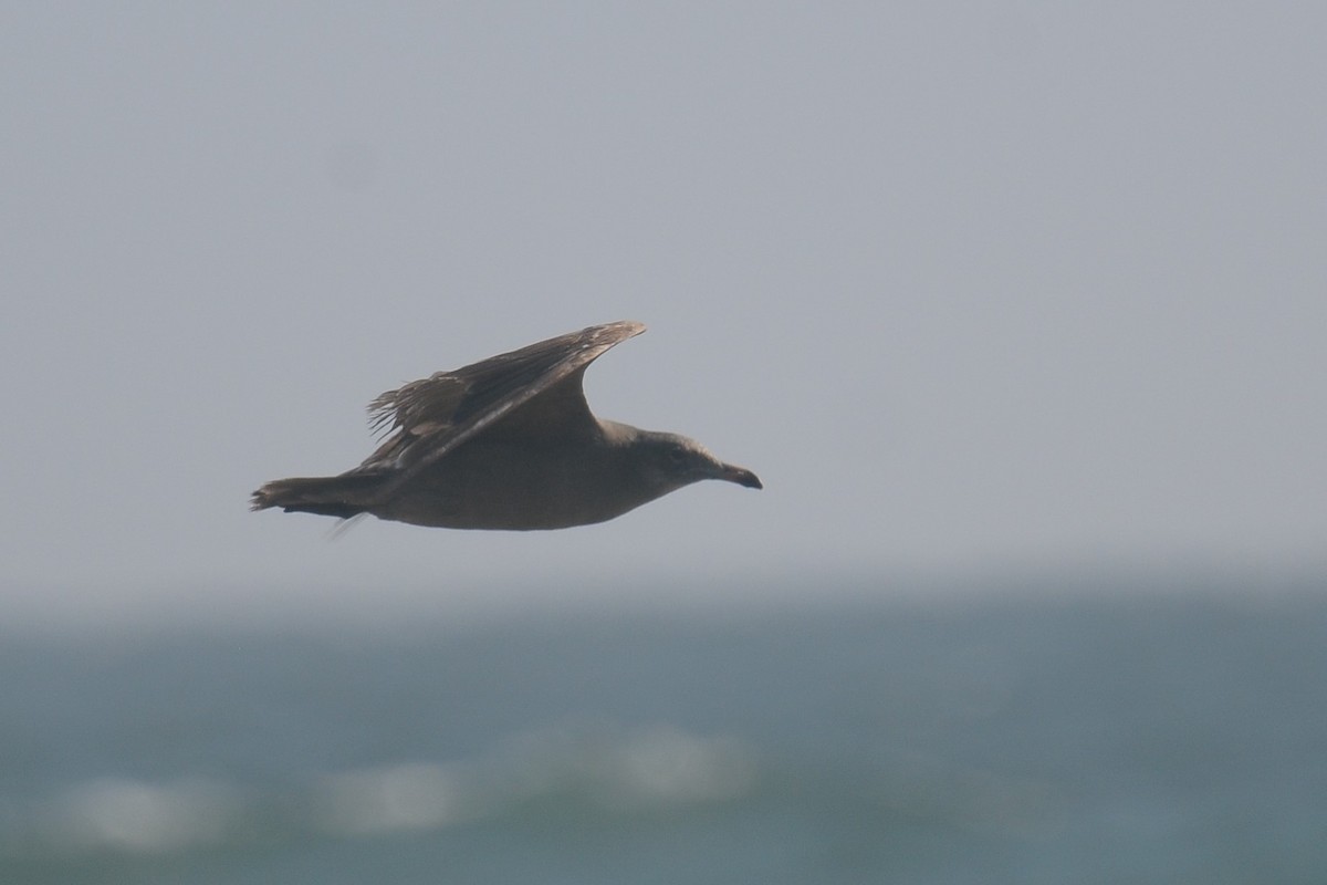 Heermann's Gull - ML608470002