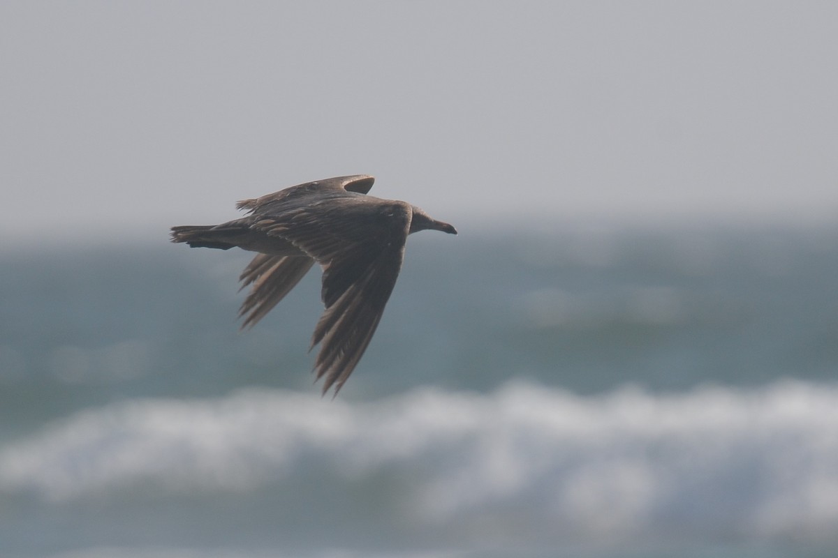 Heermann's Gull - ML608470003