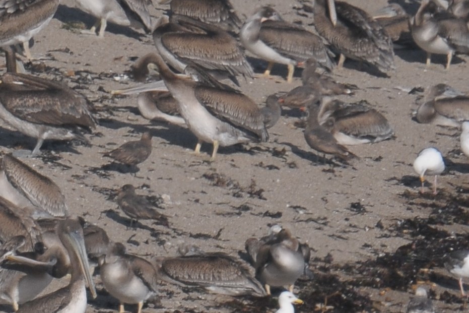 Heermann's Gull - ML608470016