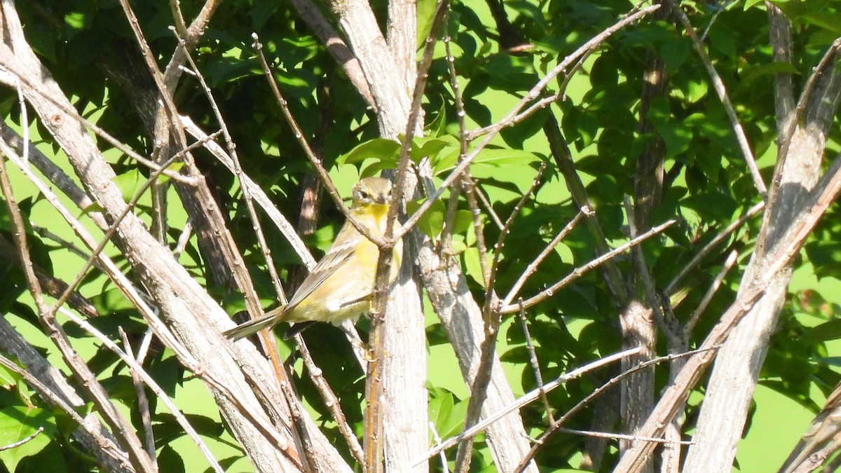 Pine Warbler - ML608470032