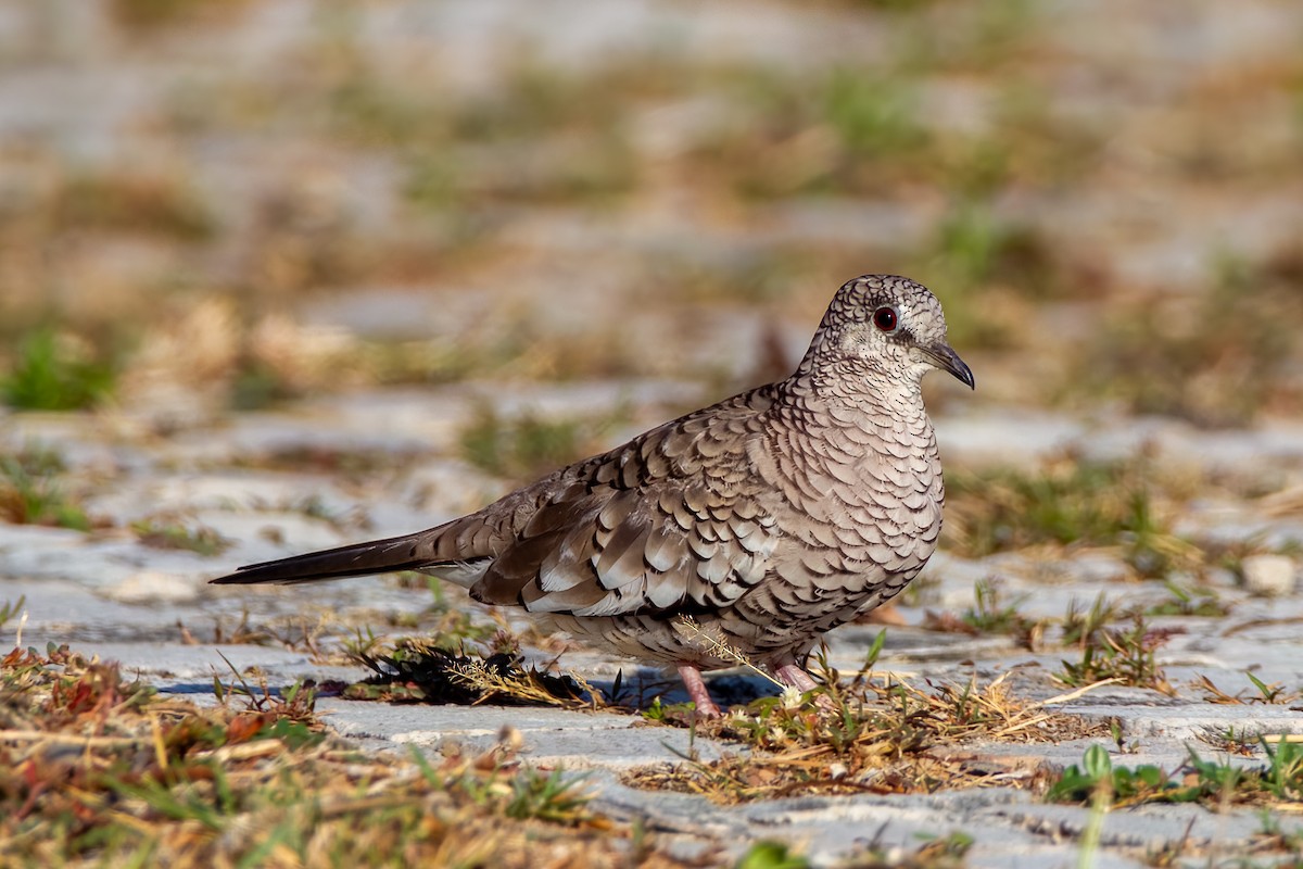 Scaled Dove - ML608470144