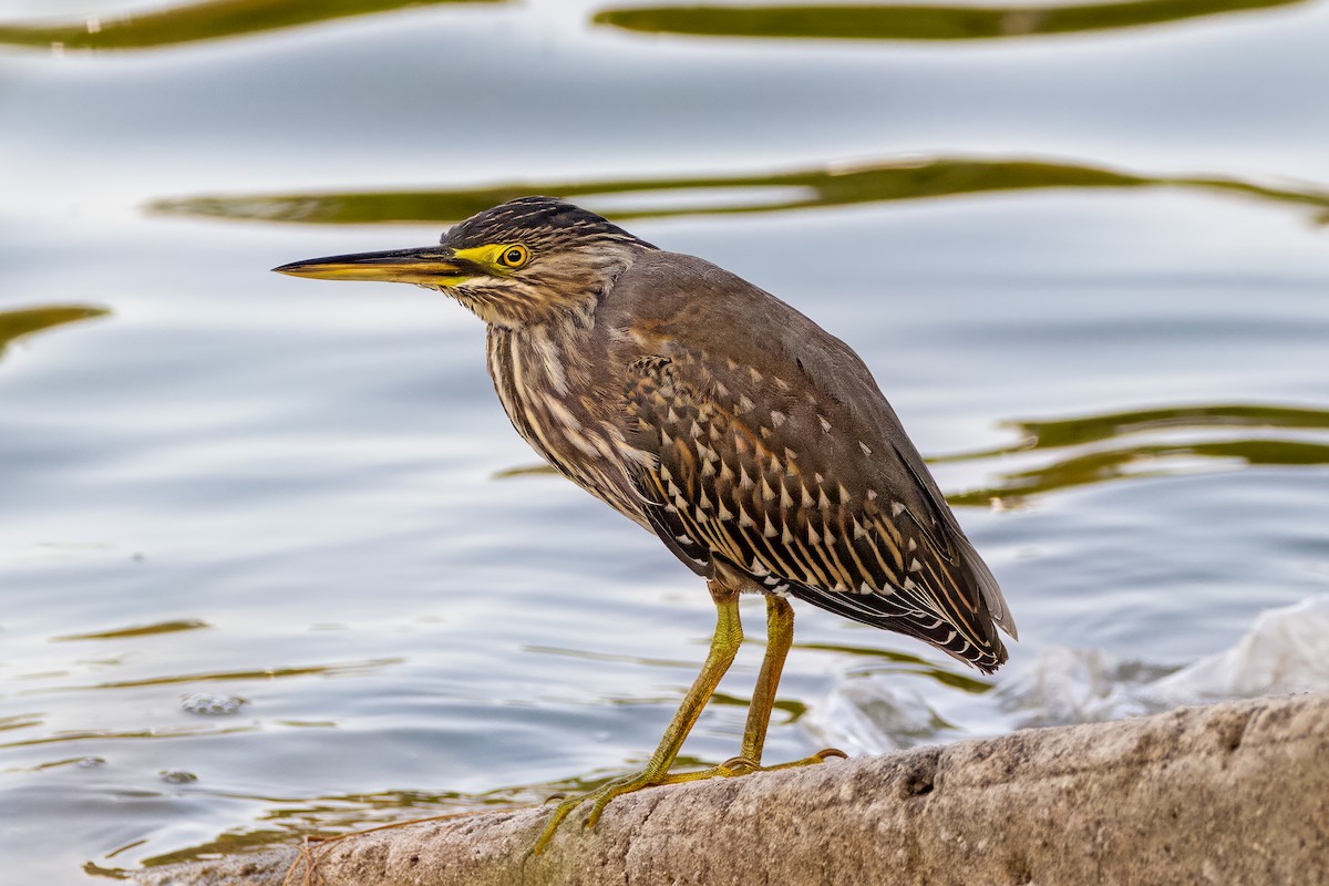 Striated Heron - Fabiano Souto Rosa