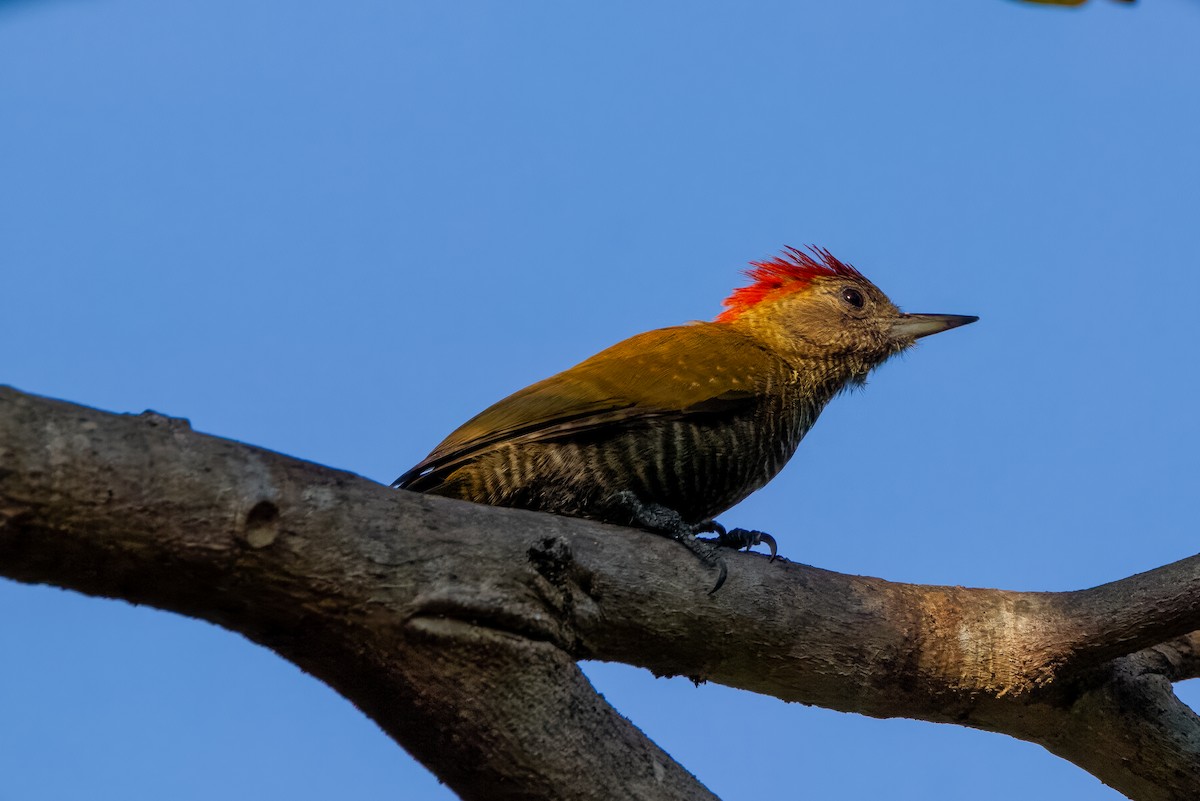 Little Woodpecker - ML608470155