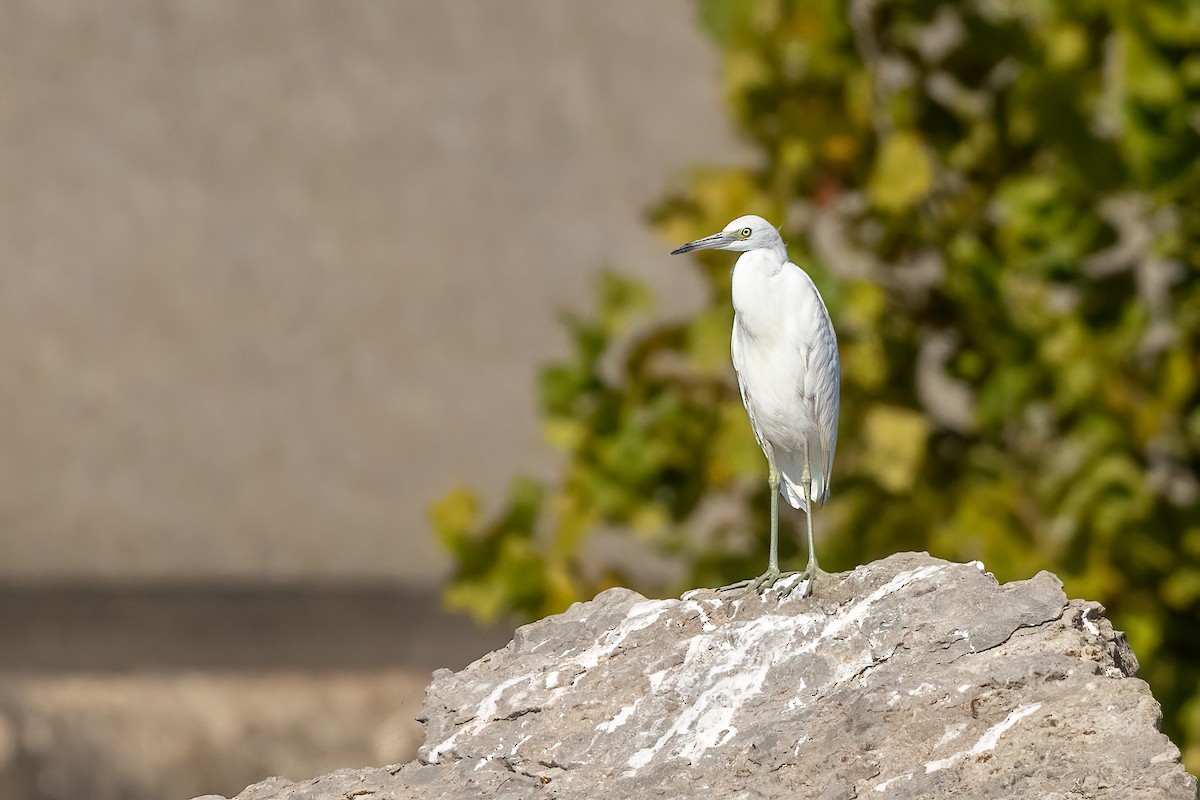 Little Blue Heron - ML608470160