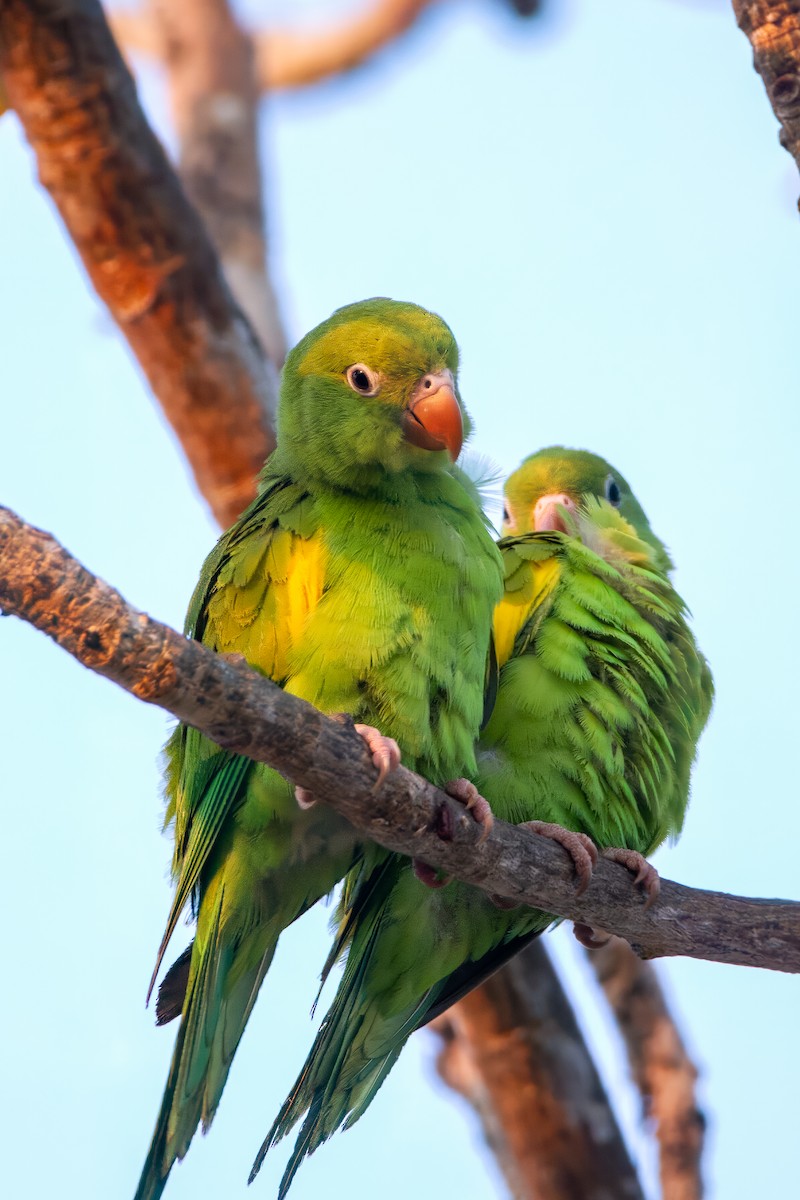 Yellow-chevroned Parakeet - ML608470162