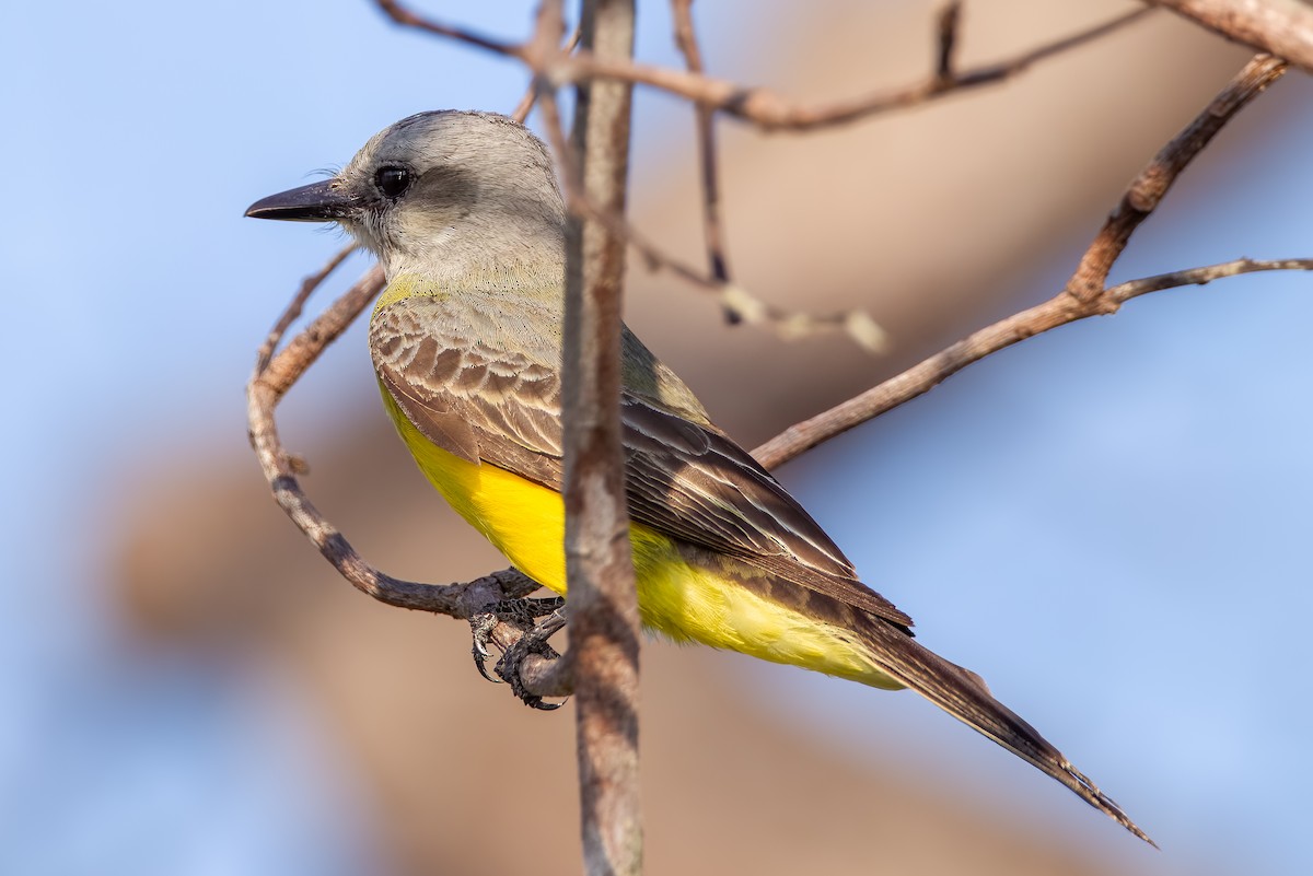 Tropical Kingbird - Fabiano Souto Rosa