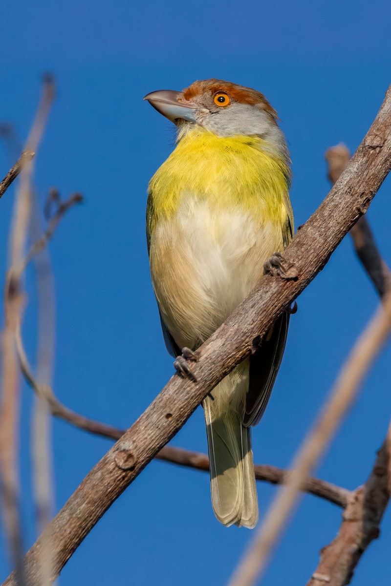 Rufous-browed Peppershrike - ML608470167