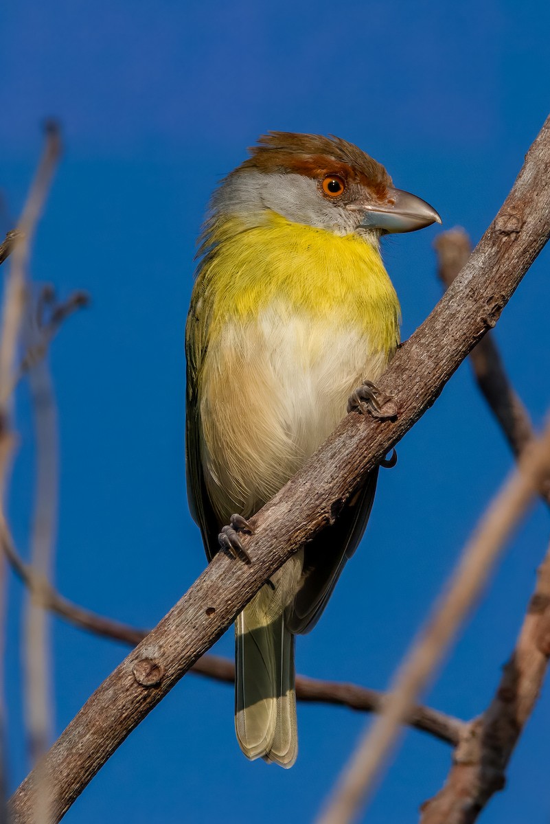 Rufous-browed Peppershrike - ML608470168